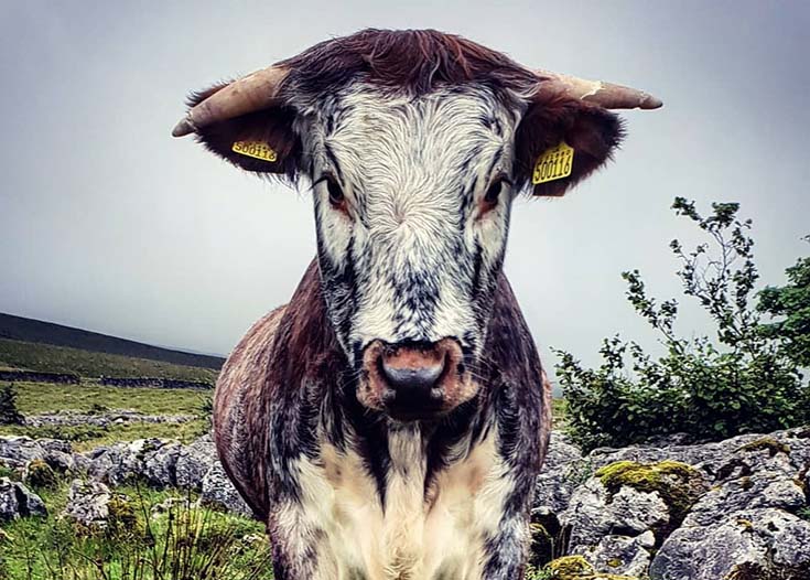 black and white bull looking directly at camera